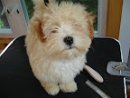 pup_groom